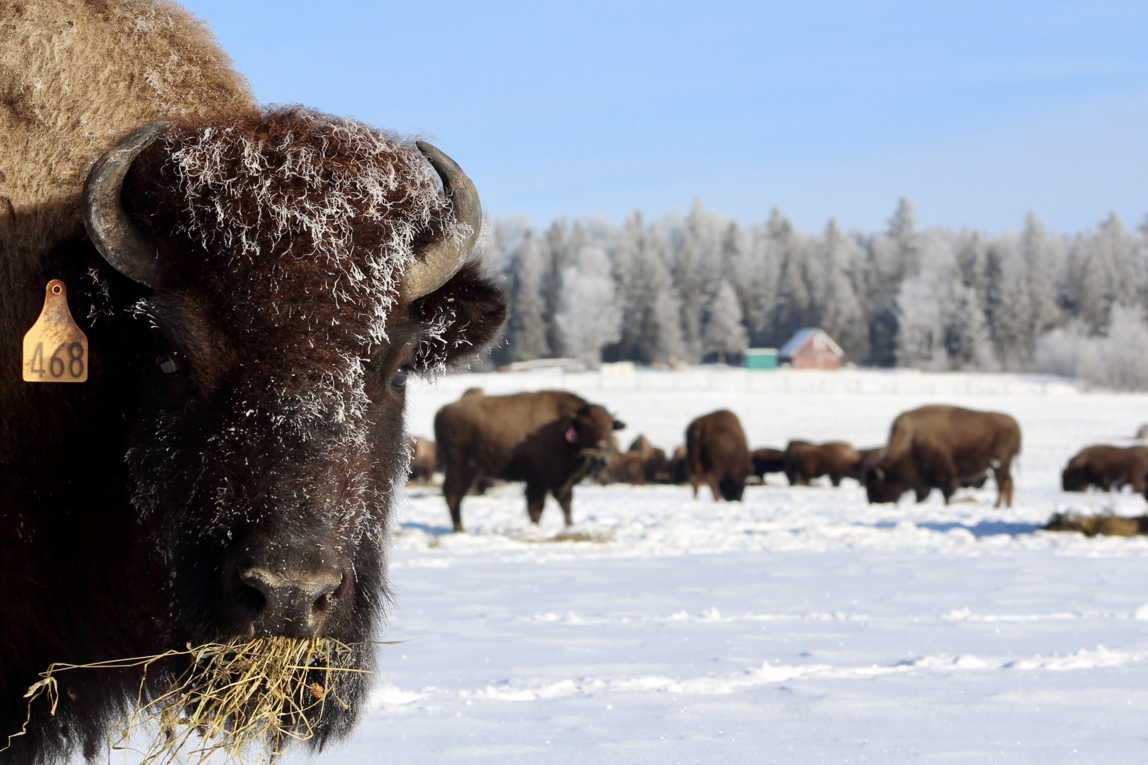 Un bison, en gros plan, l'hiver, regarde la caméra. Un troupeau se trouve derrière.