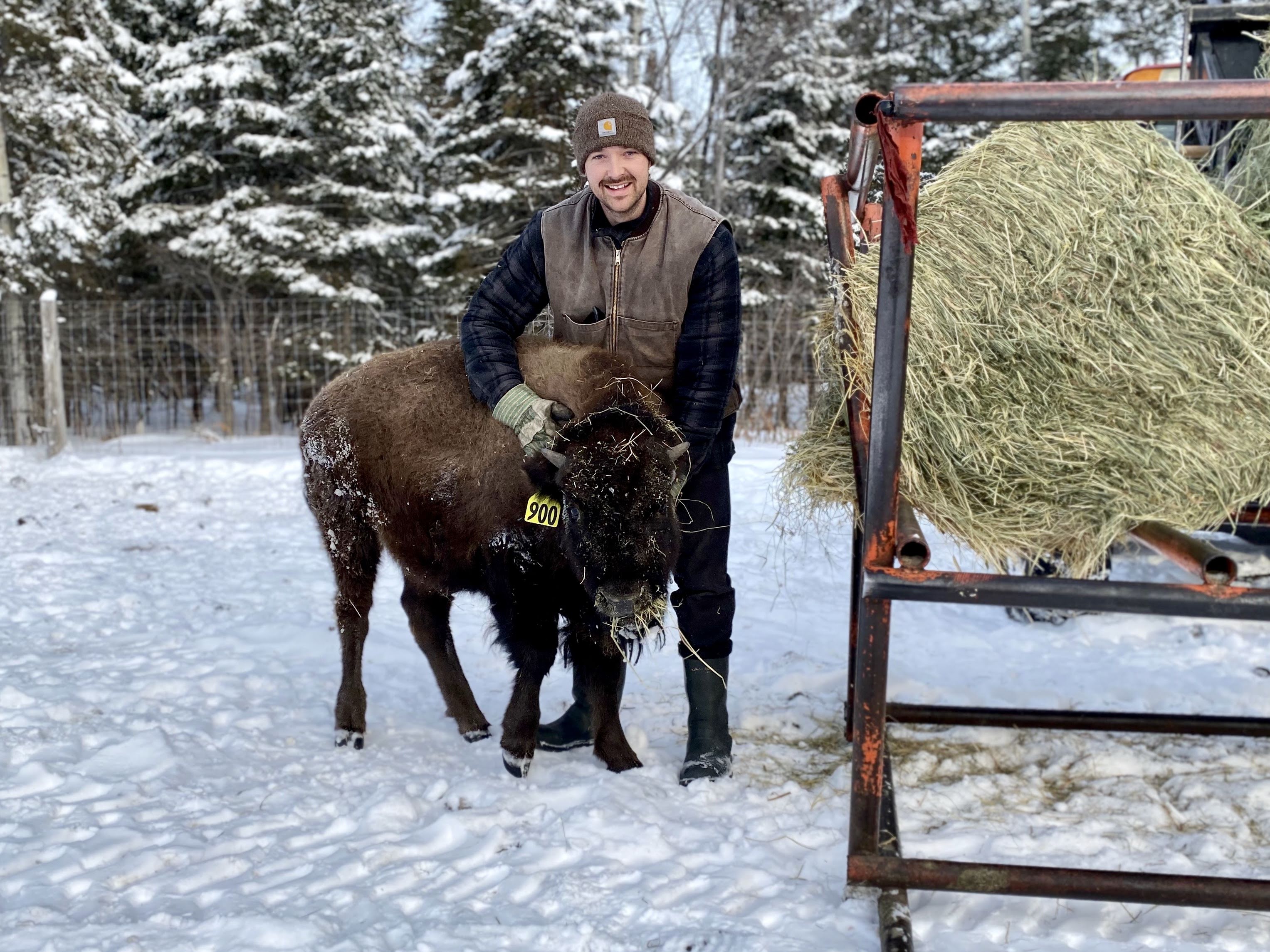Charles gratte un petit bison derrière les oreilles, l'hiver, devant du foin.