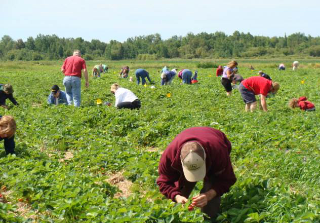 Une vingtaine de personnes sont accroupies dans un champs, à cueillir des fraises.