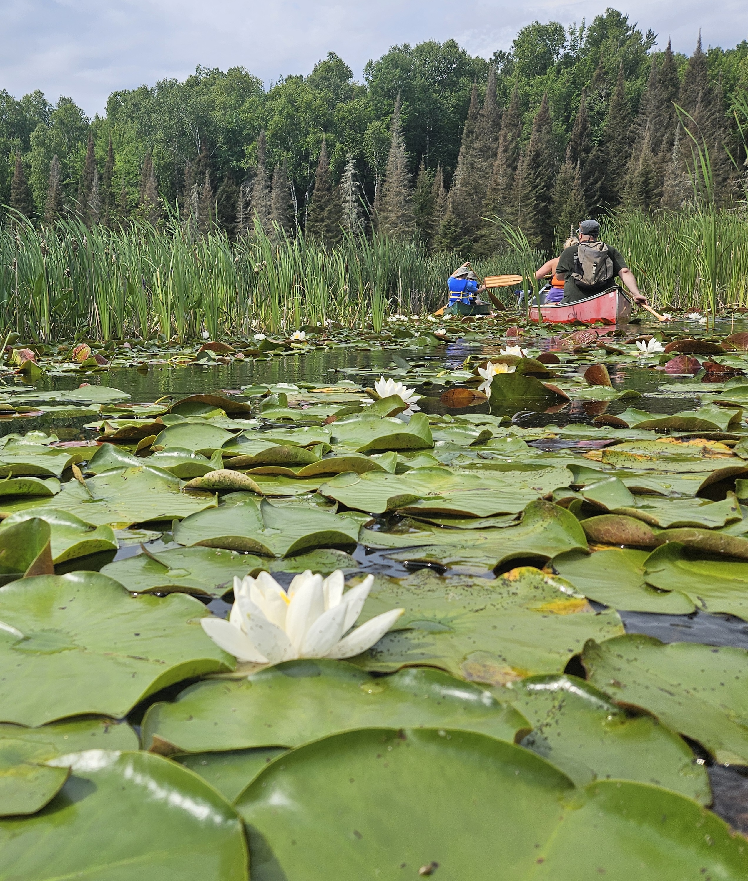 Two people paddling a canoe through blooming lilypads and bulrushes on a marsh along the La Vase Portages.
