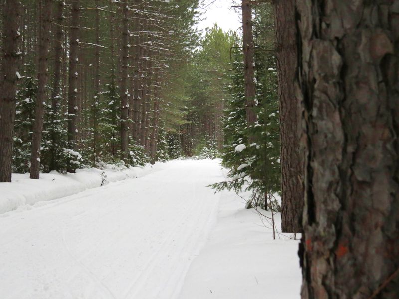 a snowy trail through a dense spruce forest 