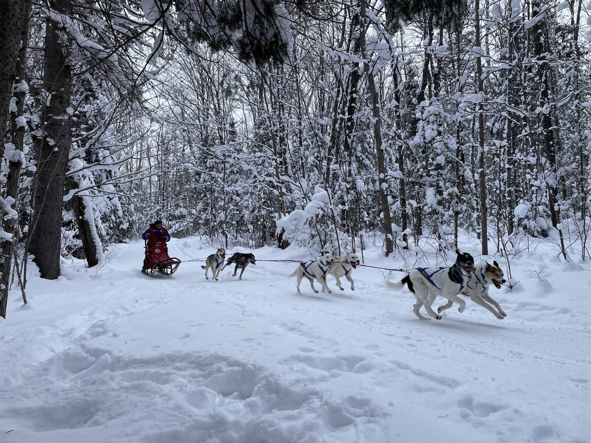 Dans un sentier enneigé, en plein forêt, six chiens tirent un traineau où se tient un adulte.