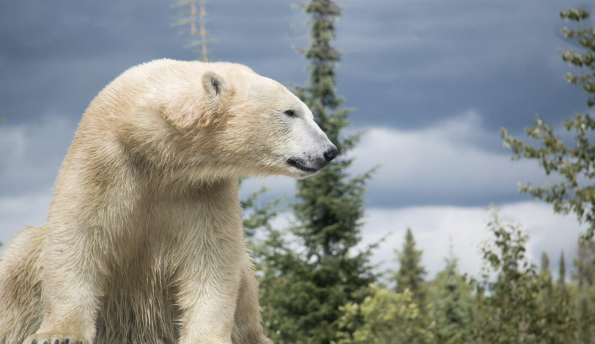 Polar Bear in Cochrane