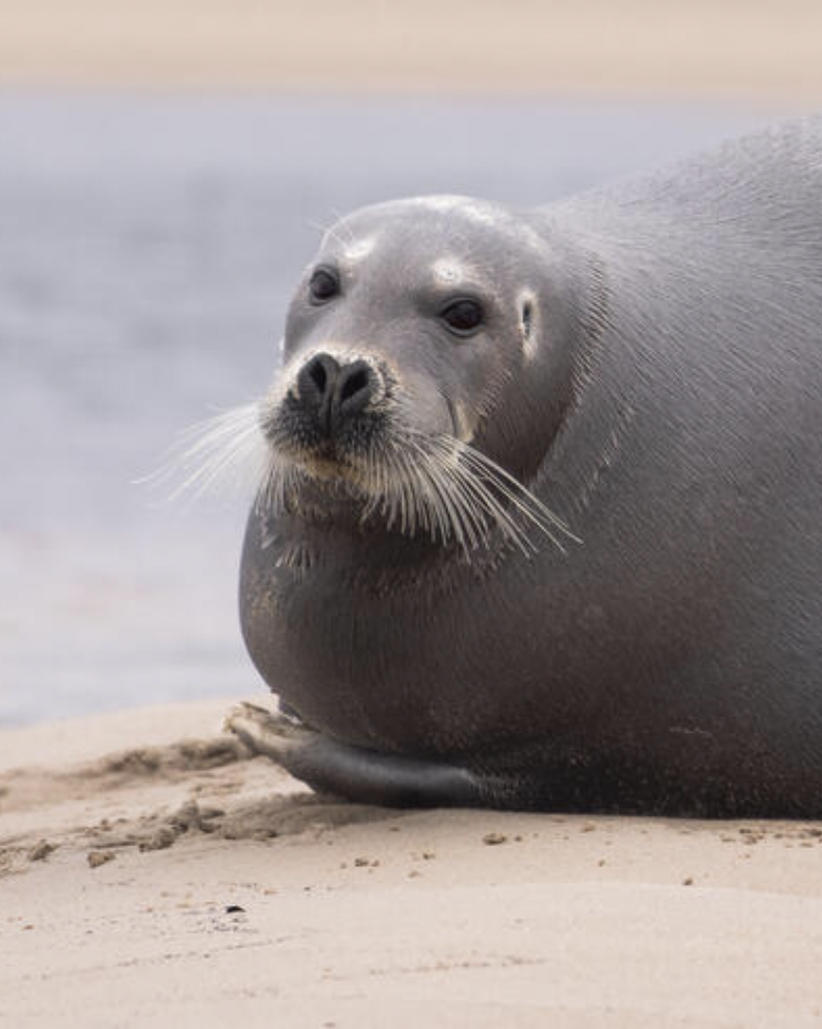 Seals - Mitch Bowmile