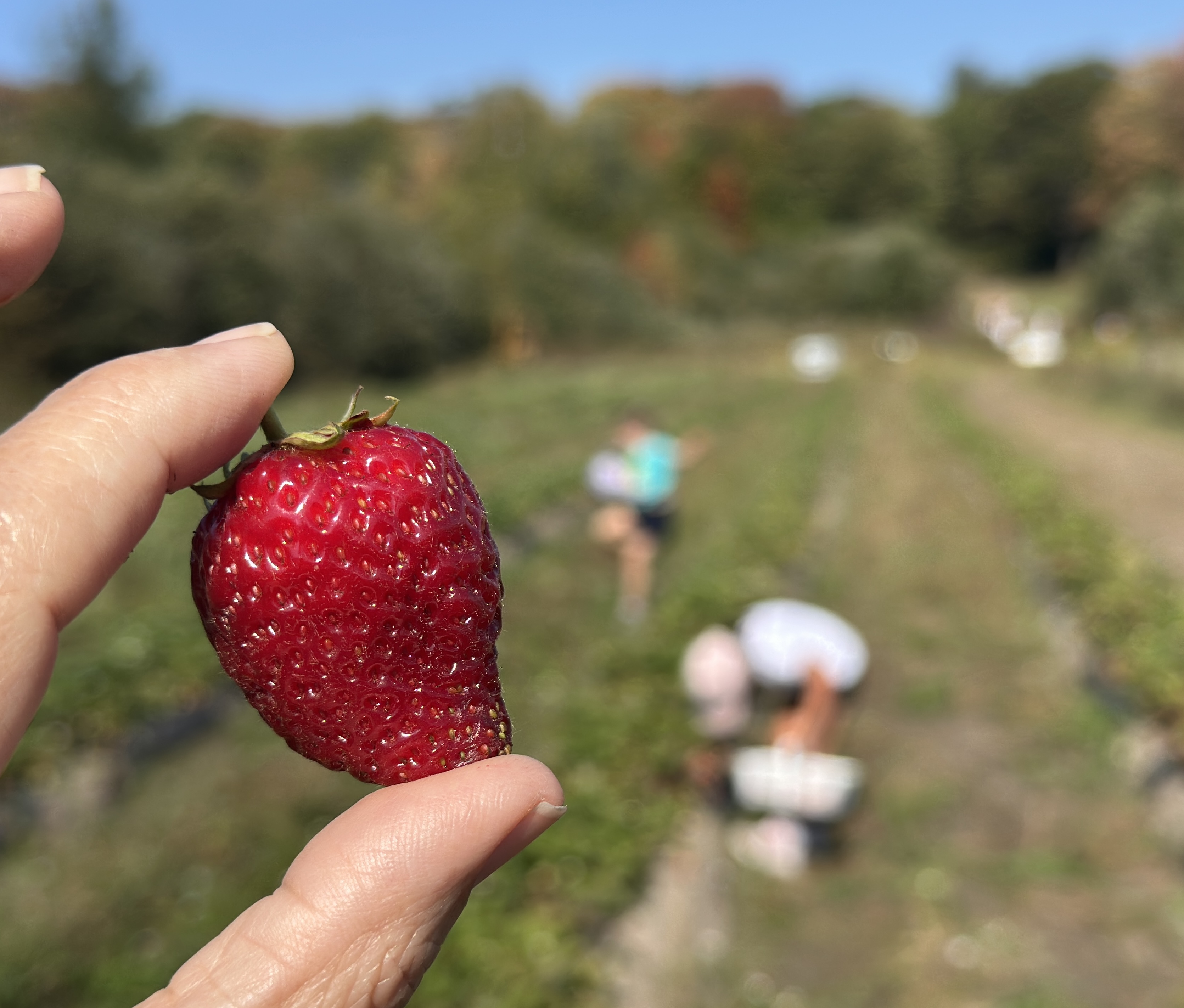 une main tient une grosse fraise rouge devant un champ de fraises tandis que des personnes tenant un seau cueillent des baies en arrière-plan.
