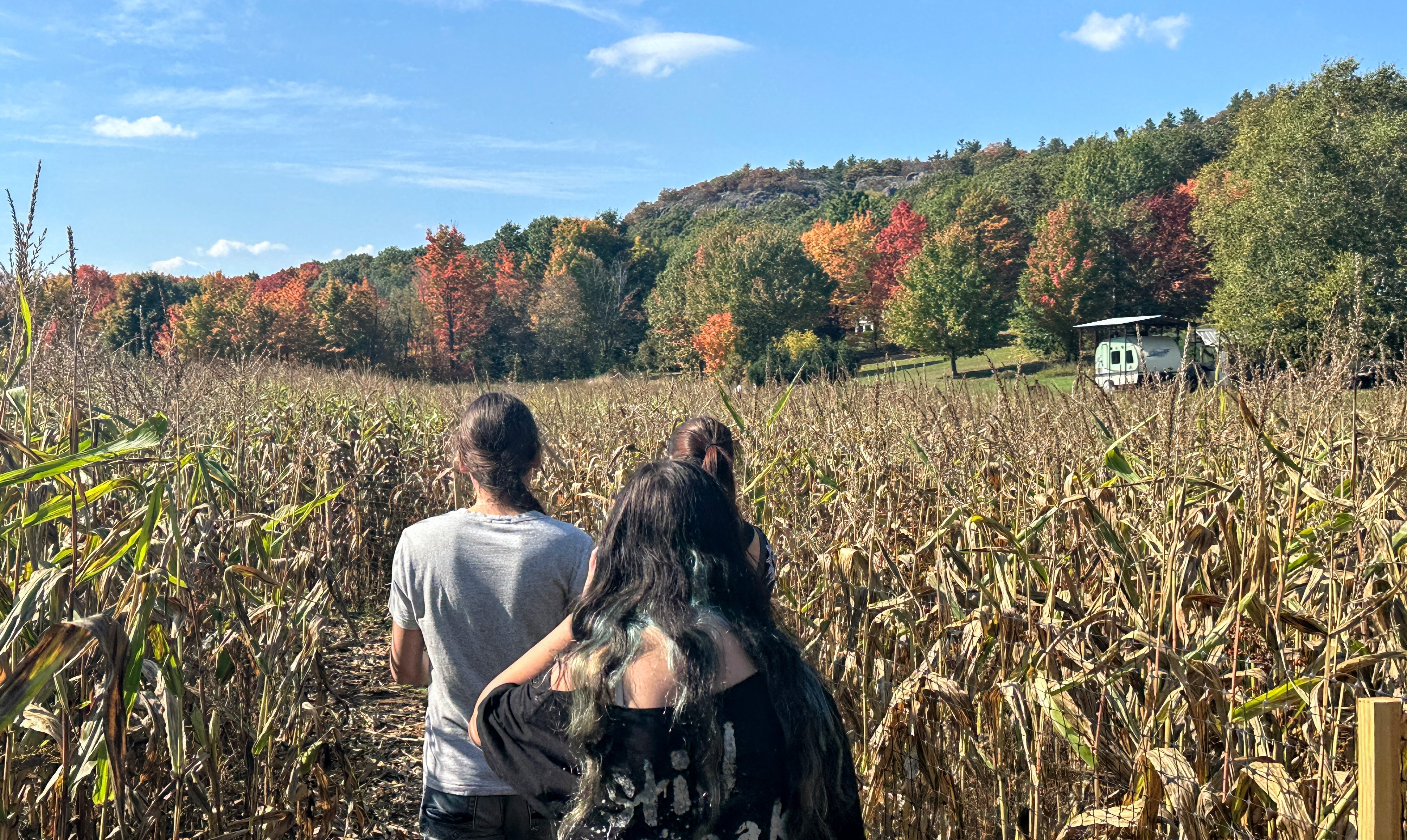  148 / 5,000 Thompson Farms, Sault Ste. Marie ; 3 visiteurs pénètrent dans un labyrinthe de maïs s'étendant dans un vaste champ entouré d'une forêt d'automne par une journée ensoleillée d'automne.