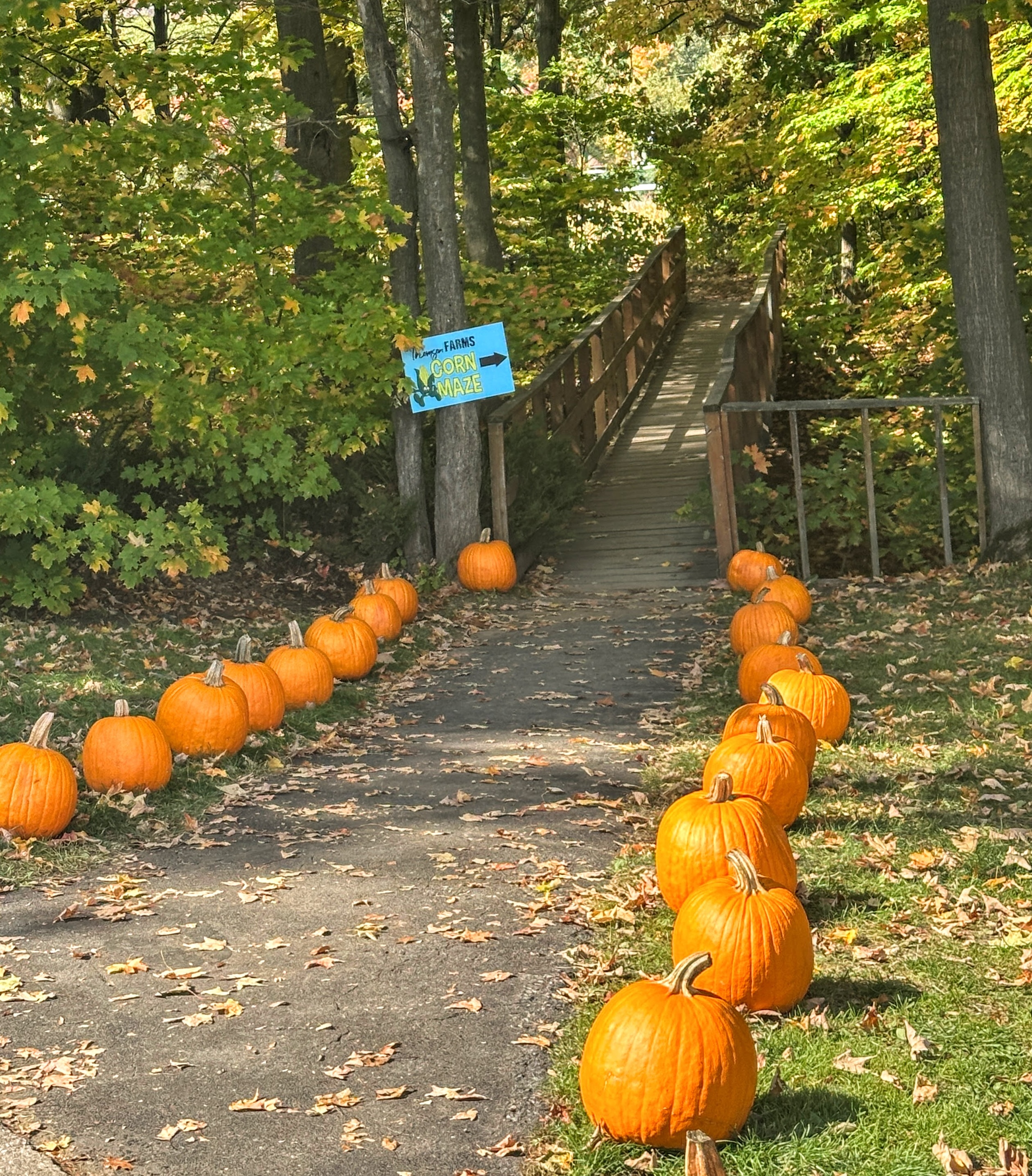 Festival d'automne de Thompson Farms : une allée bordée de rangées de grosses citrouilles orange mène les visiteurs dans une forêt d'automne colorée avec un panneau à côté indiquant « labyrinthe de maïs »