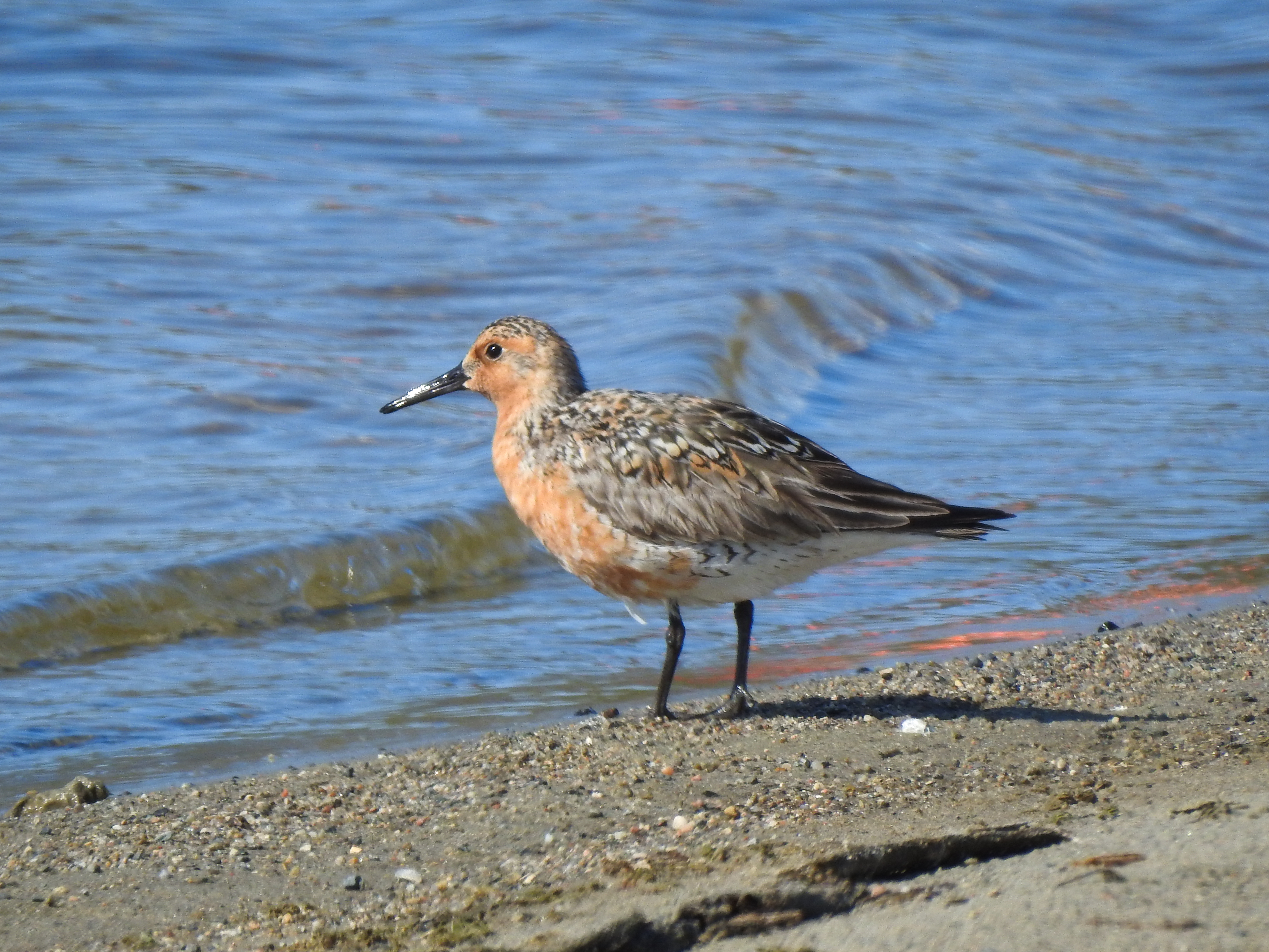 Un bécasseau maubèche vu en mai sur les rives sablonneuses du lac Porcupine