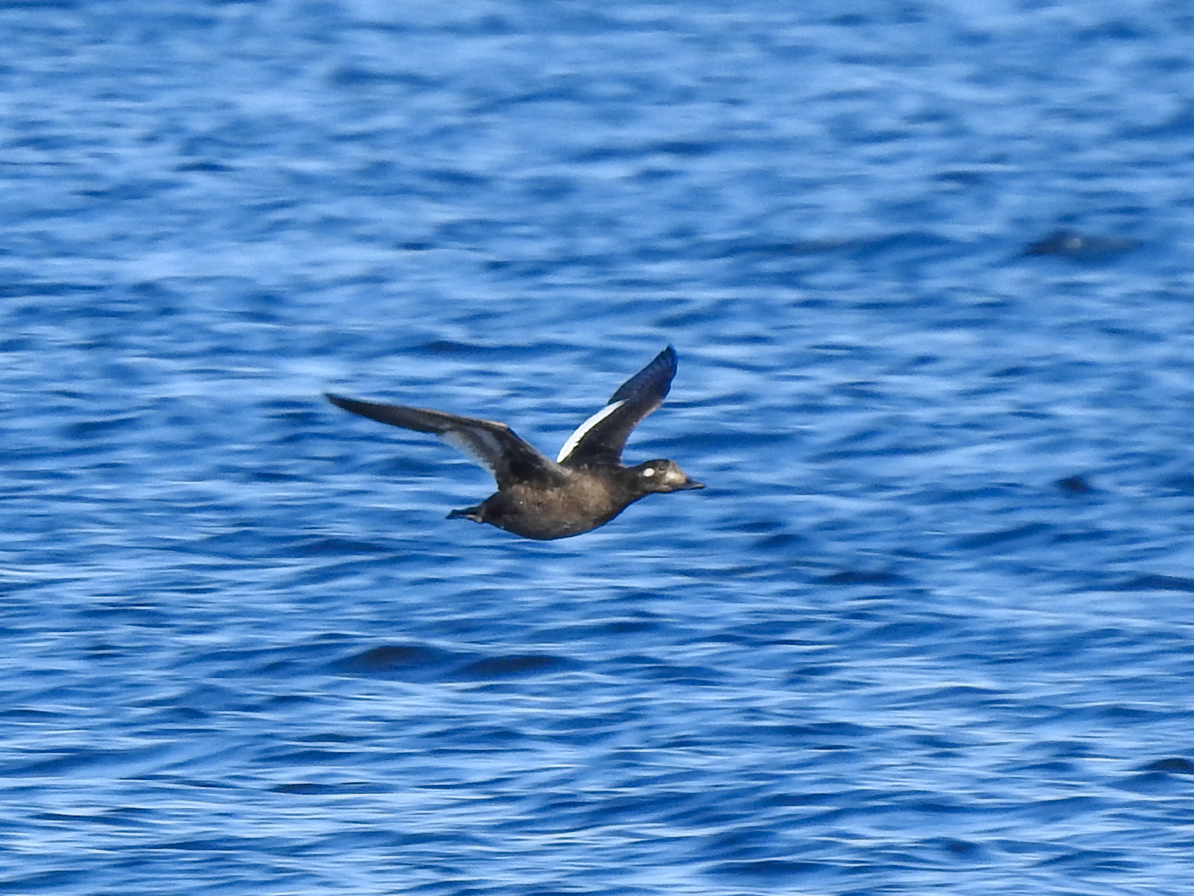 une macreuse à ailes blanches survole le lac Porcupine.