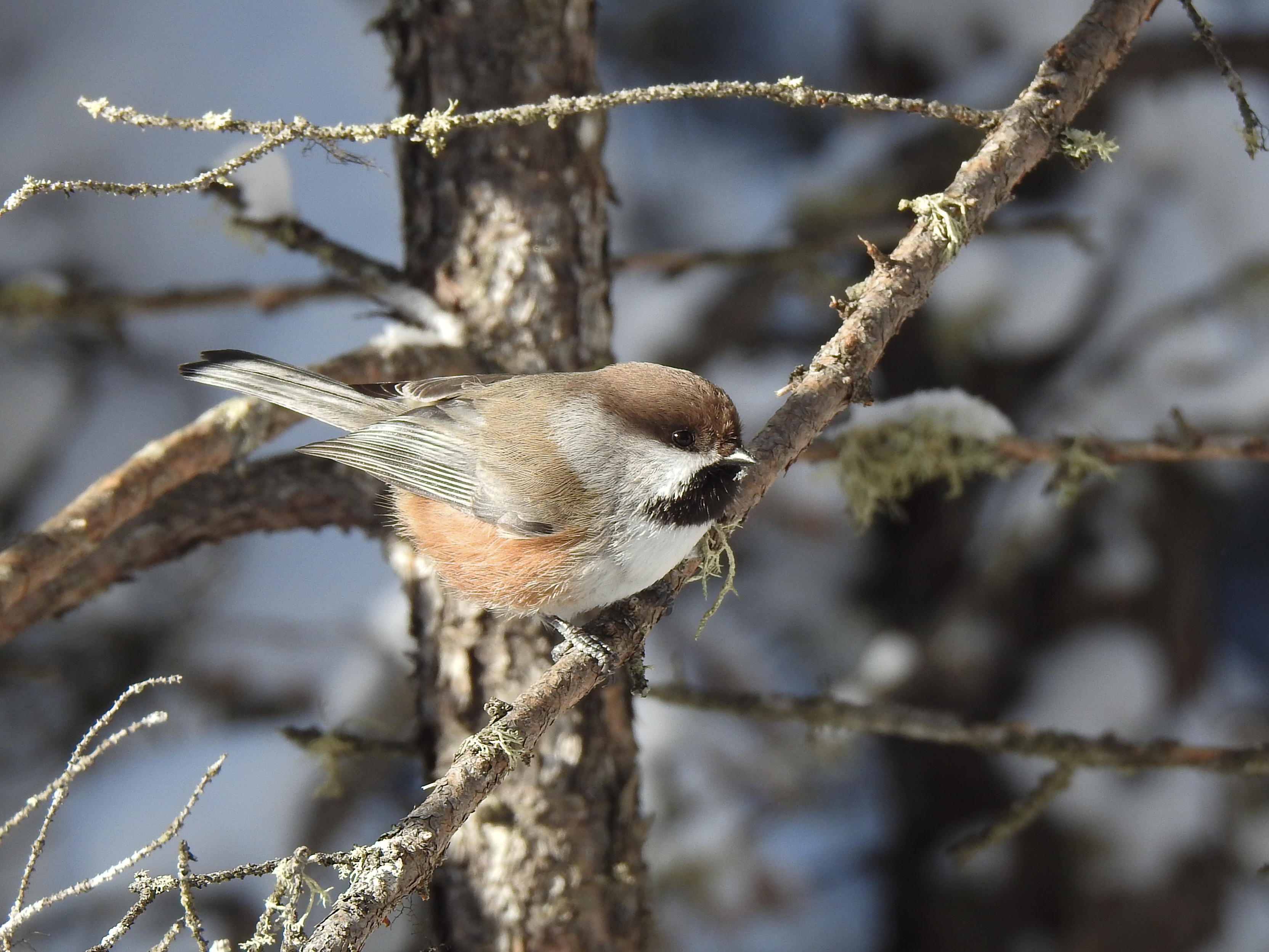 Une mésange à tête brune sur une branche prendra bientôt son envol.