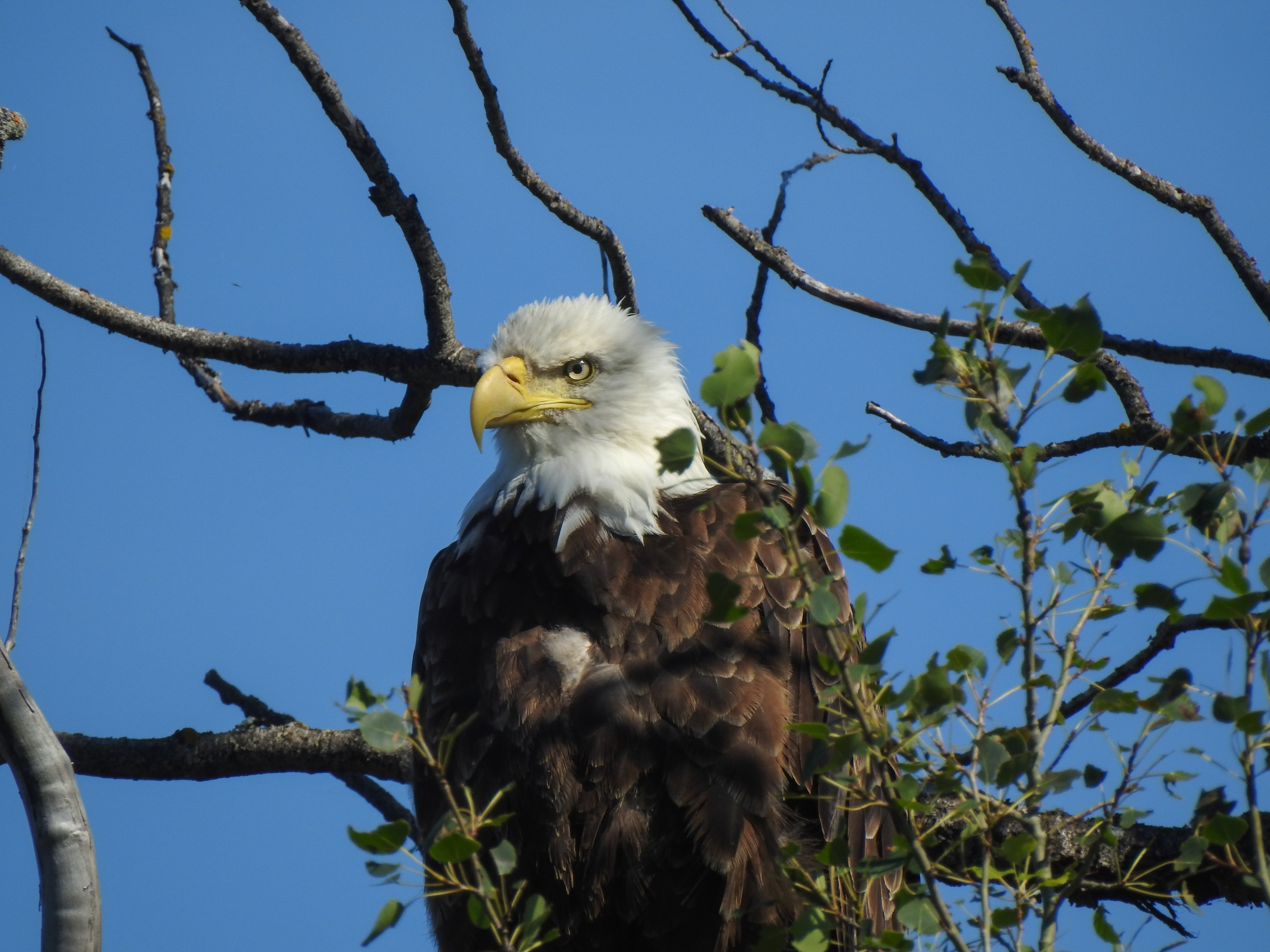 Un pygargue trônant sur une branche a le regard perçant.