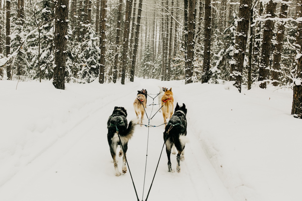 View from behind a team of sled dogs running through the woods