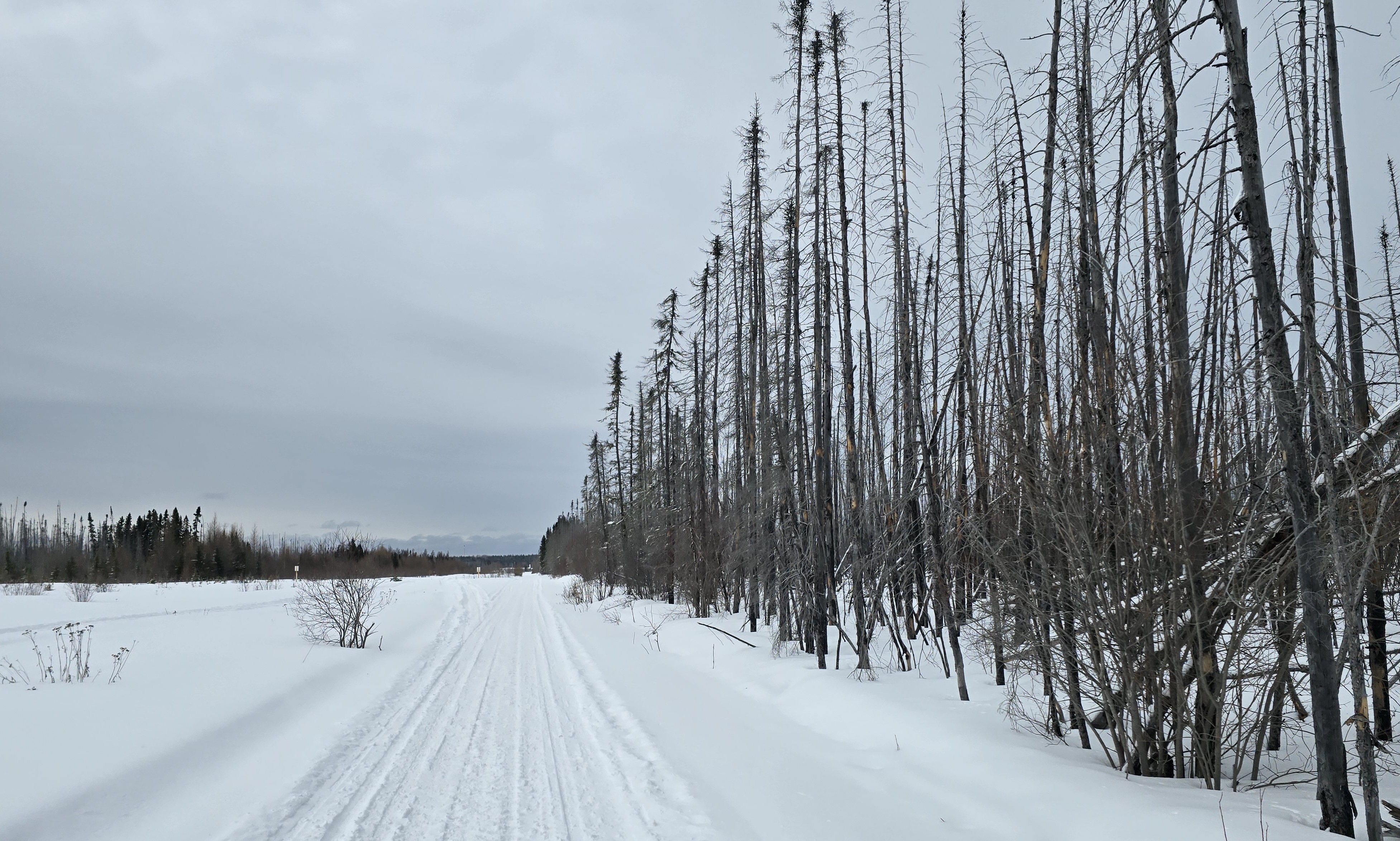 Un sentier traverse la pphoto, de bas en haut À gauche, une clairière enneigée, à droite des épinettes élancées et dégarnies.