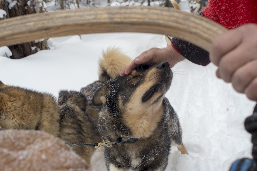 Person petting sled dog on head