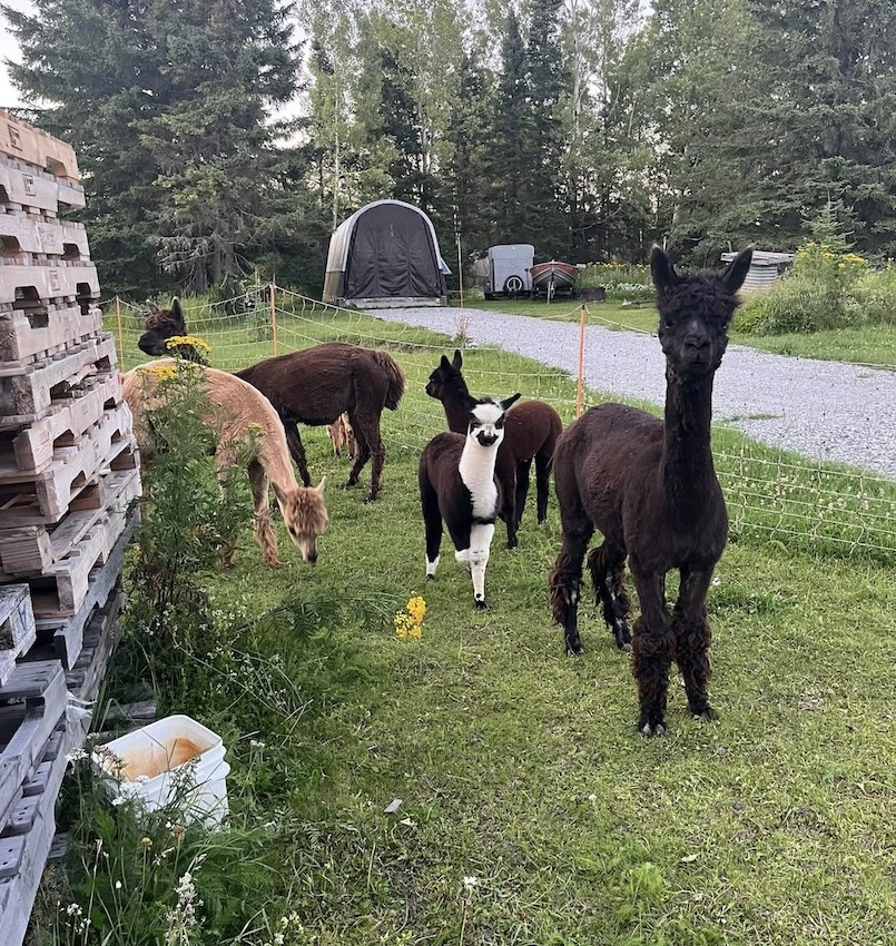 Alpacas at Ferme Pure & Simple
