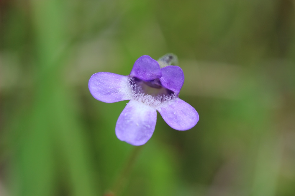 Purple flower