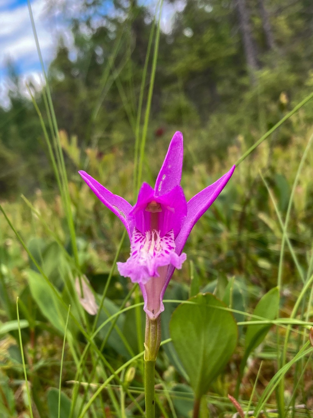 Pink flower
