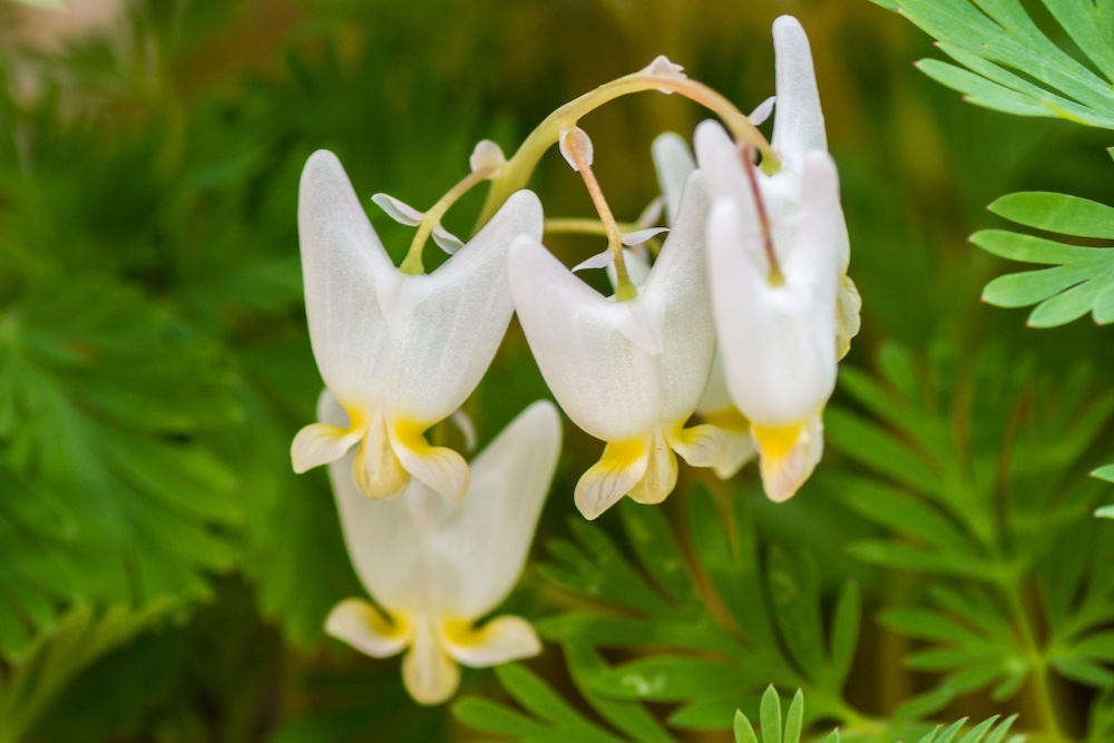 White flower in shape if pair of pants