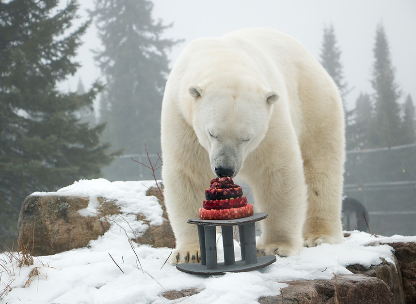 Polar Bear eating