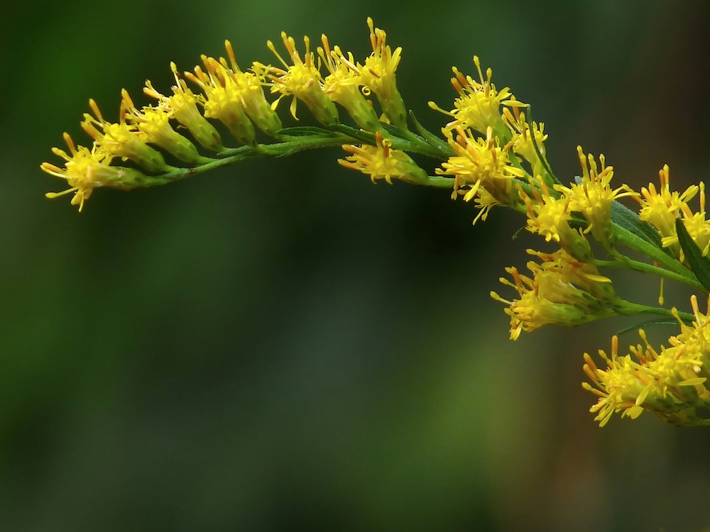 Yellow flower