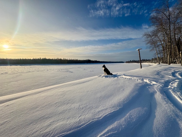 Un chien observe une rivière gelée. On voit des traces de motoneige.