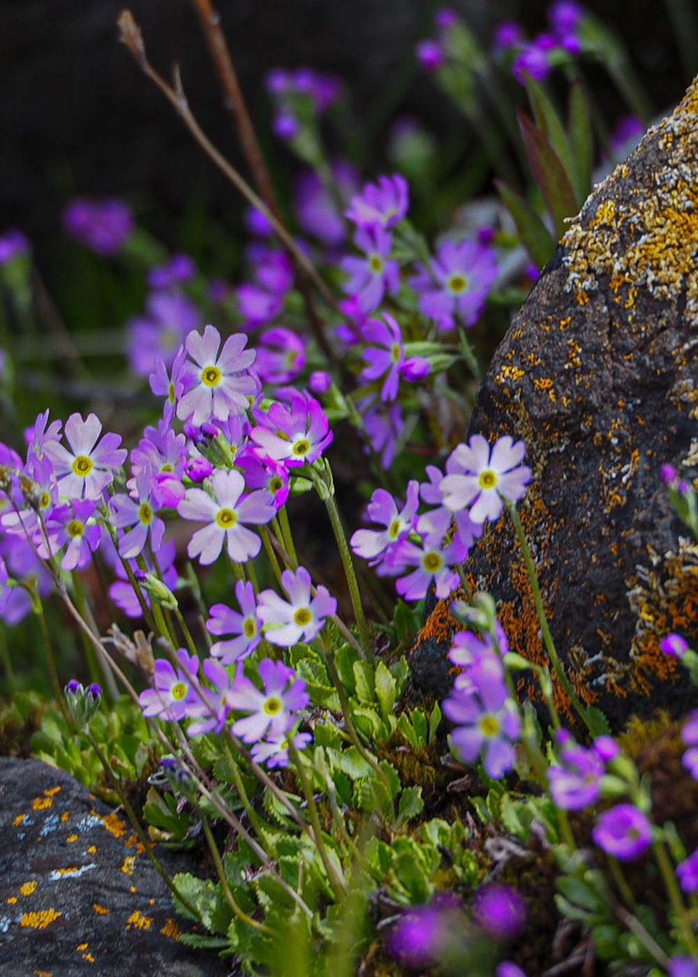 Purple flowers