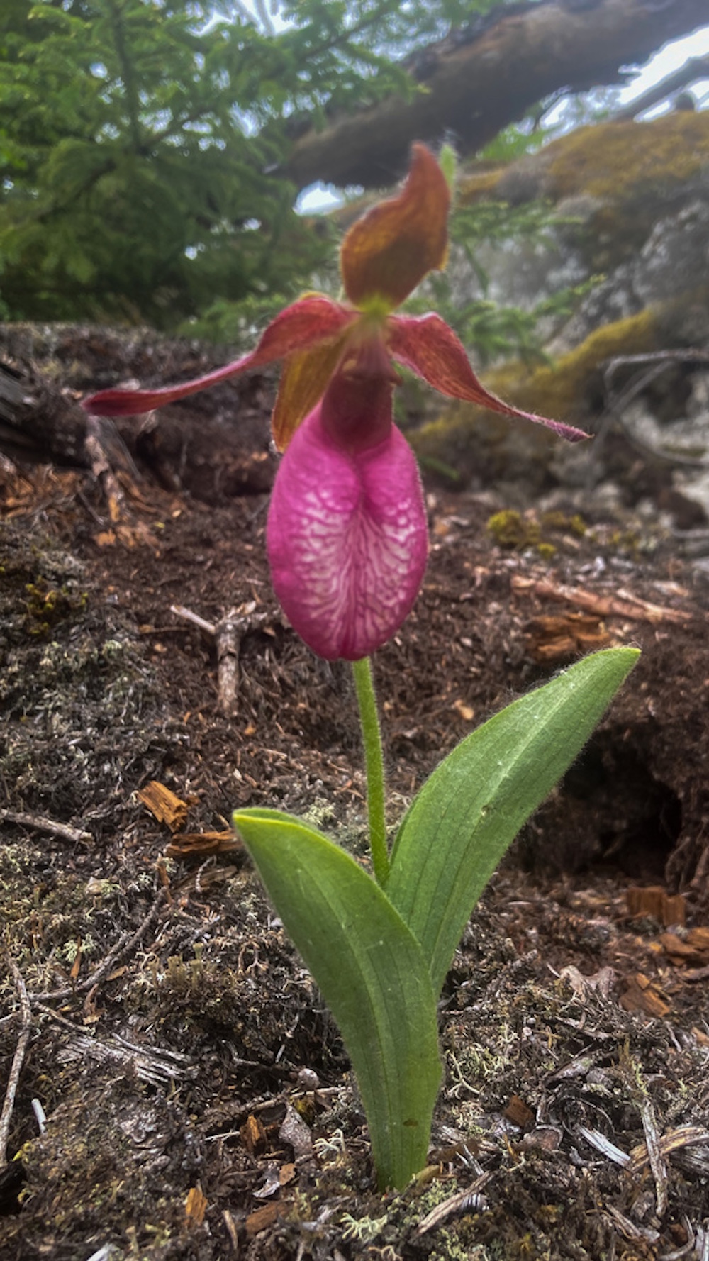 Dark pink flower
