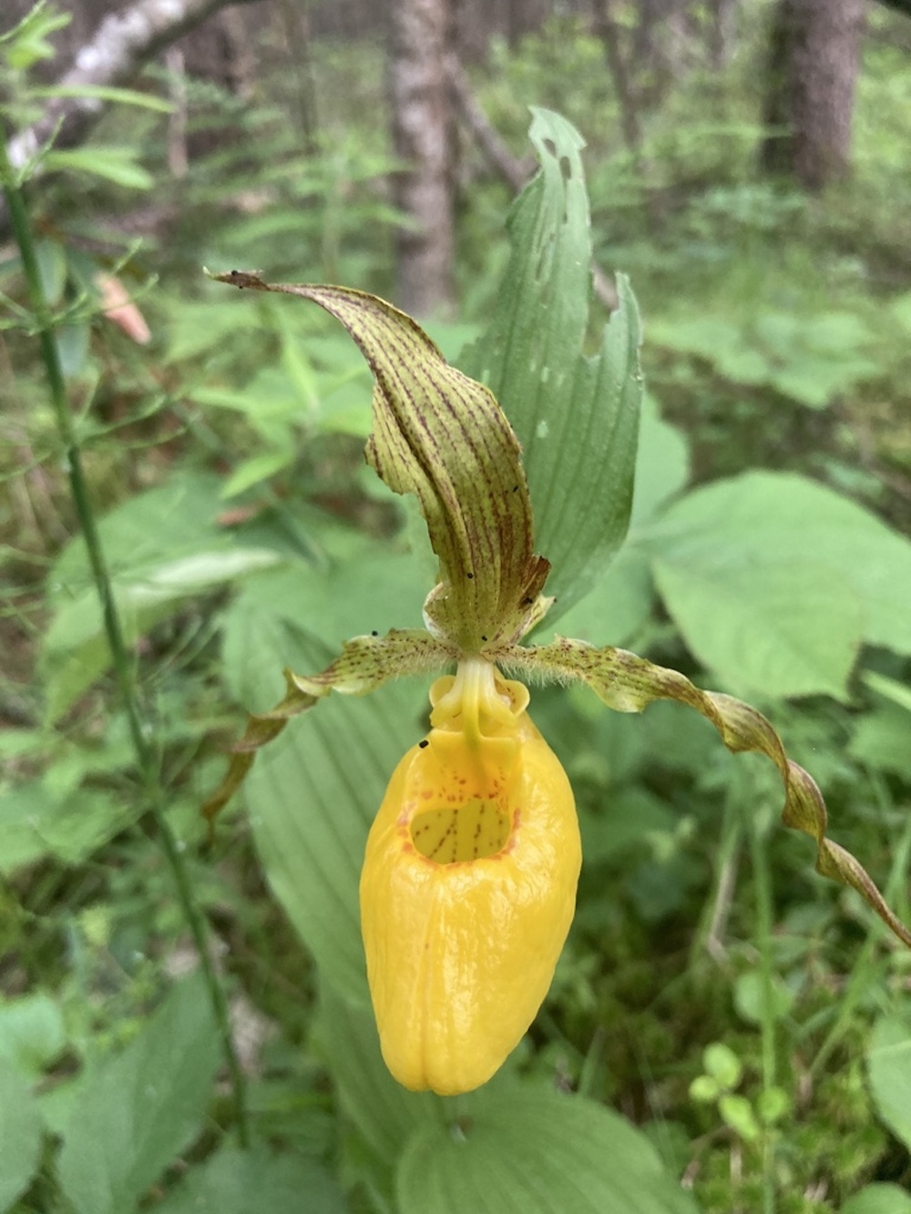 Yellow flower