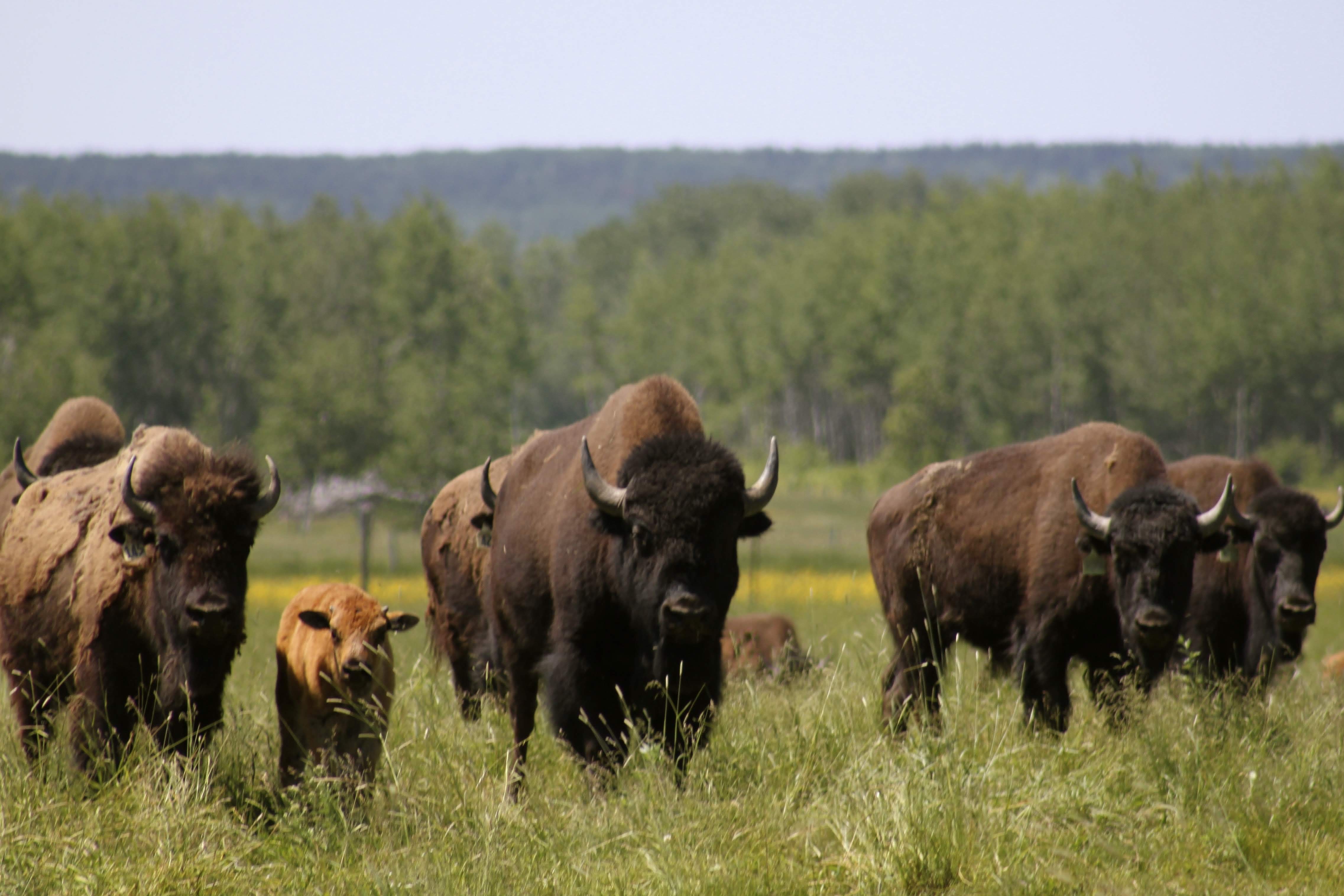 Bison du Nord