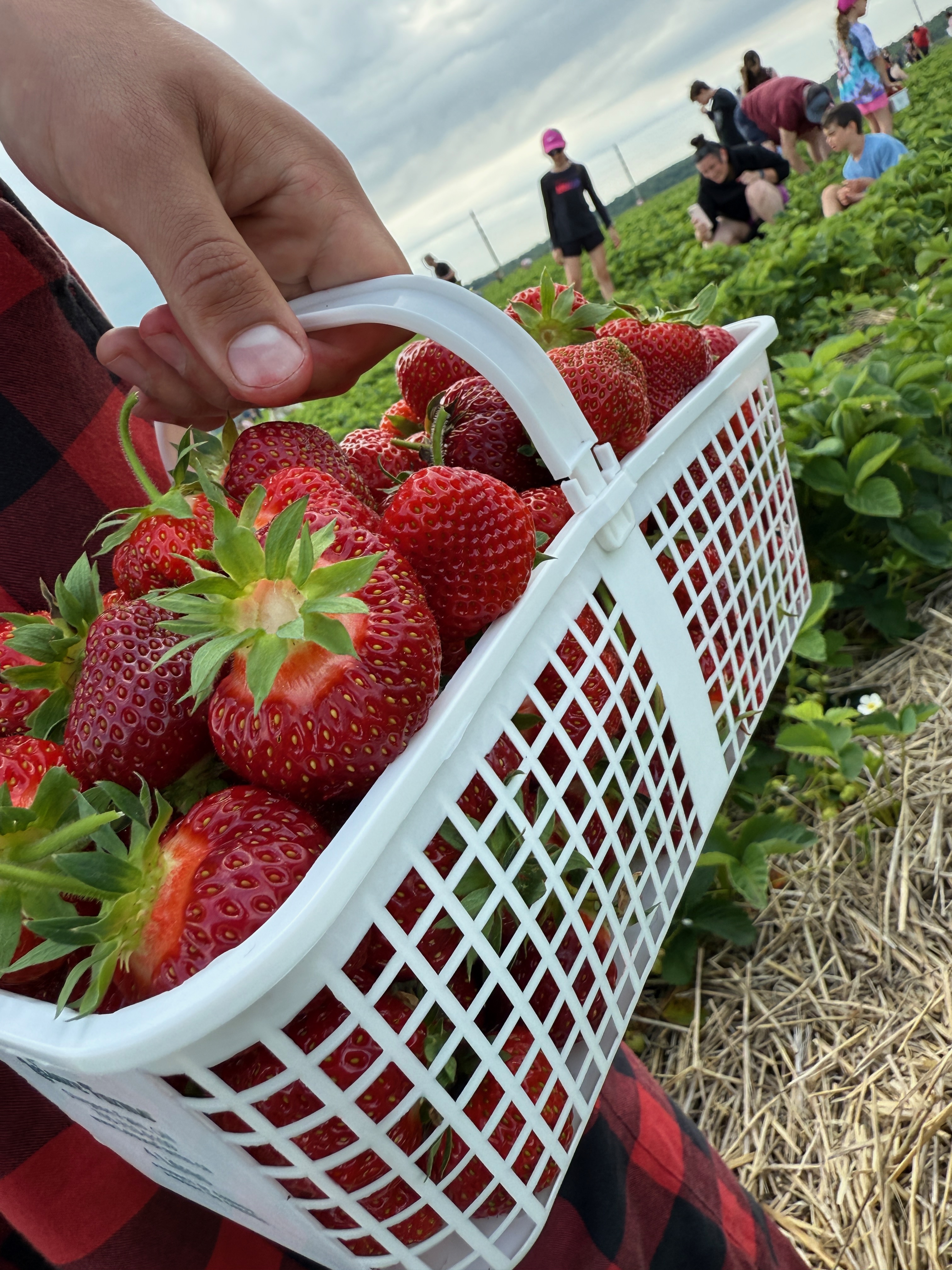 Une personne, debout, tient un casseau de fraises fraichement cueillies.