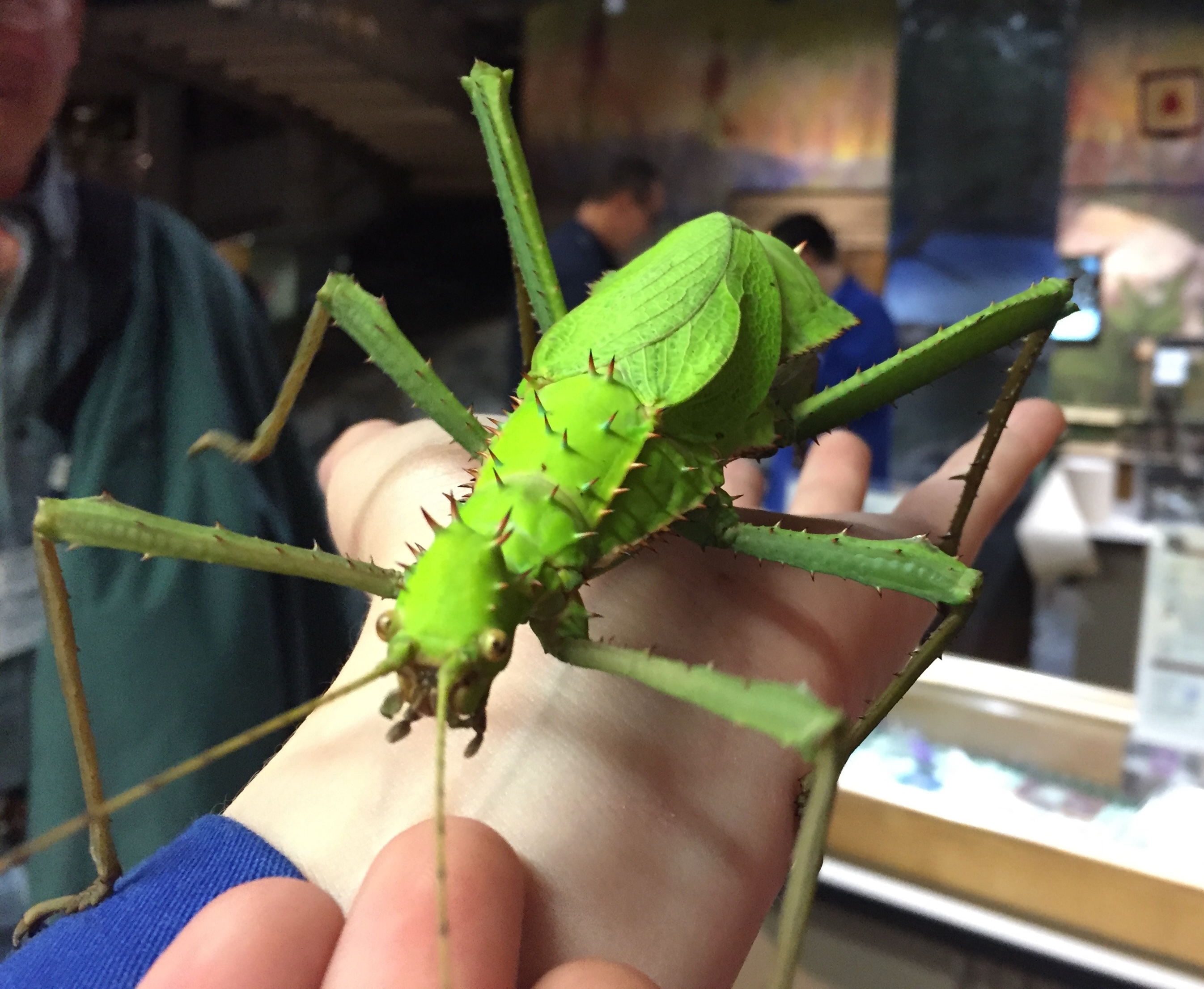Un énorme insecte tout vert tient sur l'avant-bras d'une personne qui visite Science Nord.