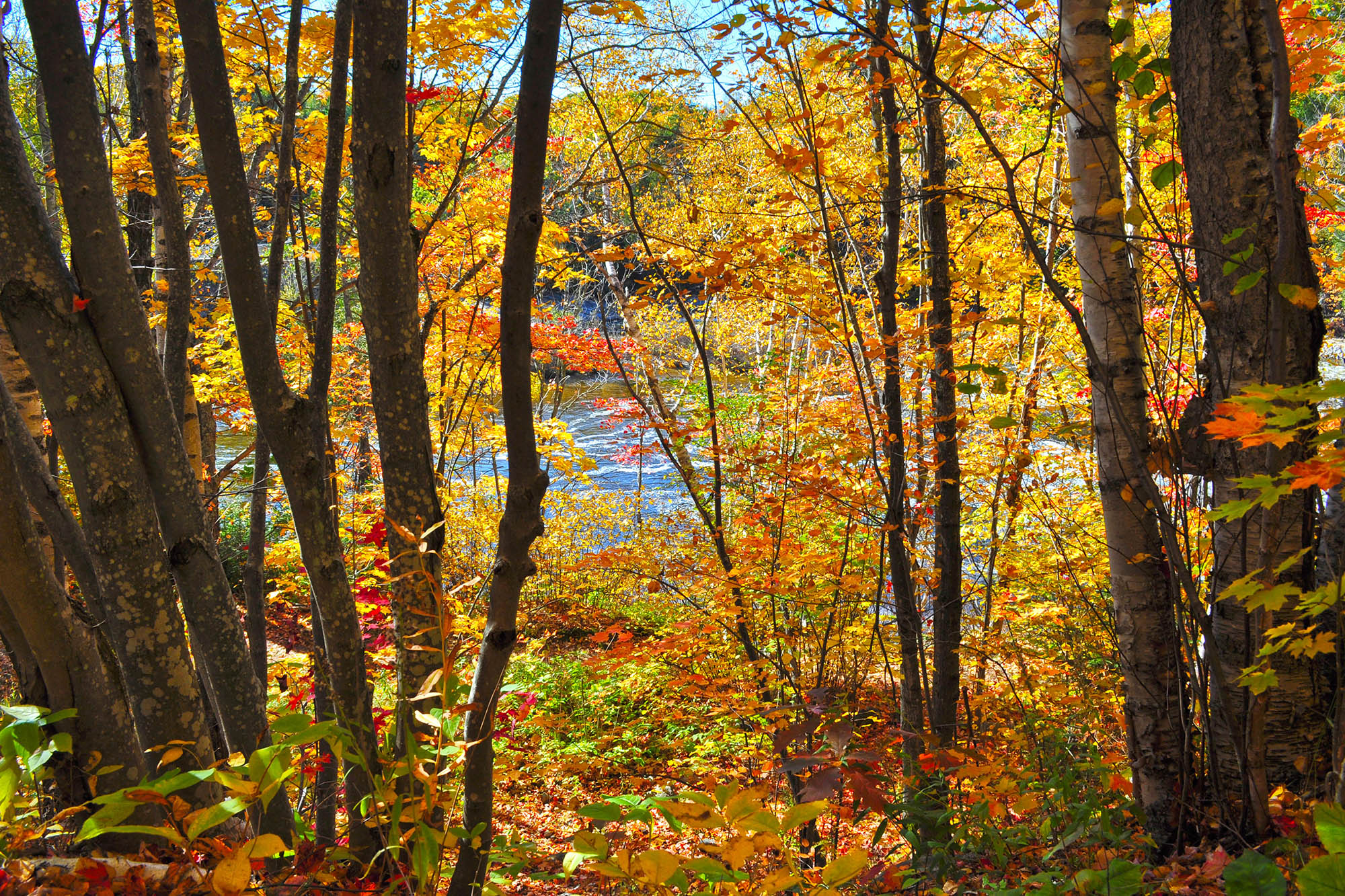 algoma-fall-photos.jpg algoma-fall-photos.jpg