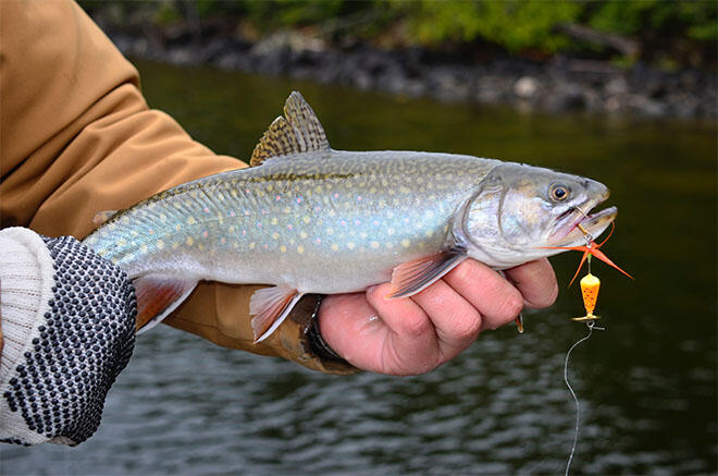 brooktrout fishing411 algoma