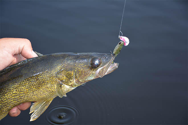 standupstylejigs walleye fishing411