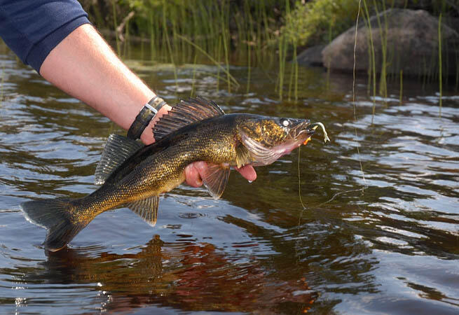walleye catch closeup mark romanack fishing 411