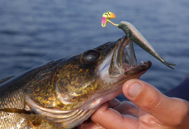 walleye with jig mark romanack