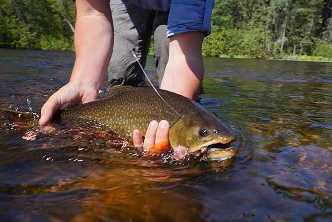 markmelnyk brookierelease nagagami