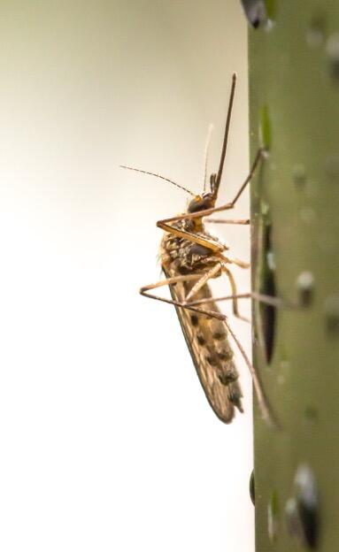 MosquitoAfterRain sheriminardi