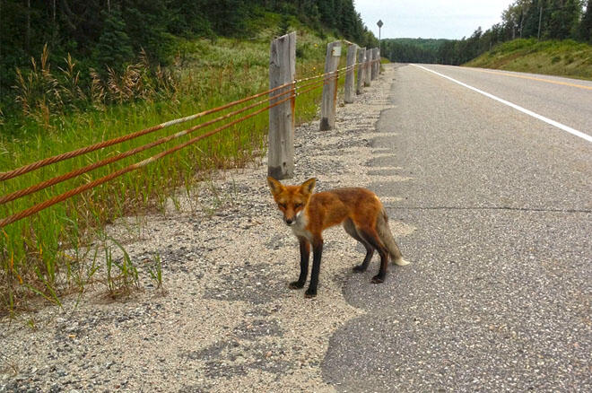 VGray-fox-hwy17-ridealgoma wildlife