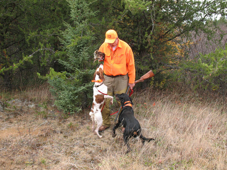 A dog retrieves a harvest