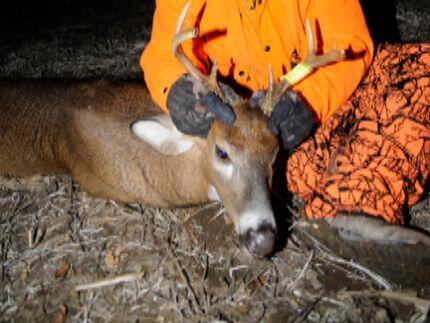 ontario white tail deer