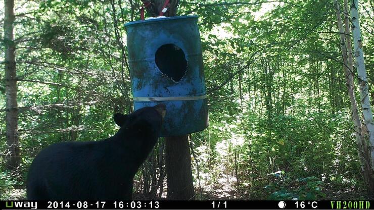 a trail camera Ontario Bruin