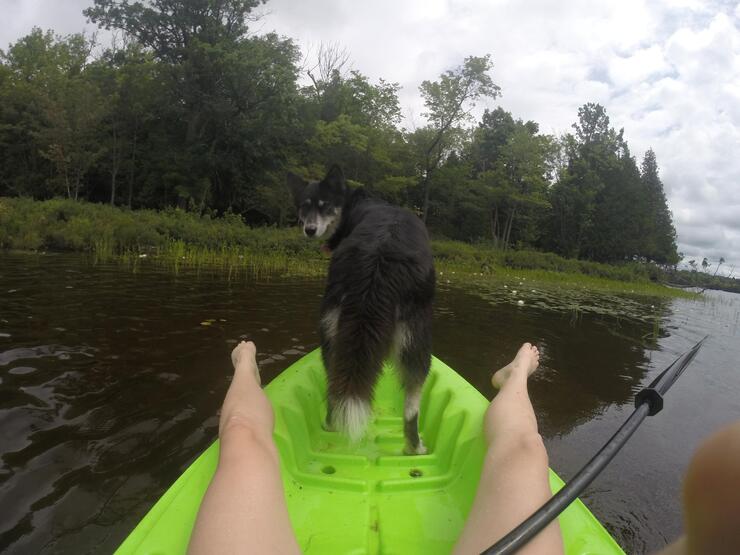 dog on boat