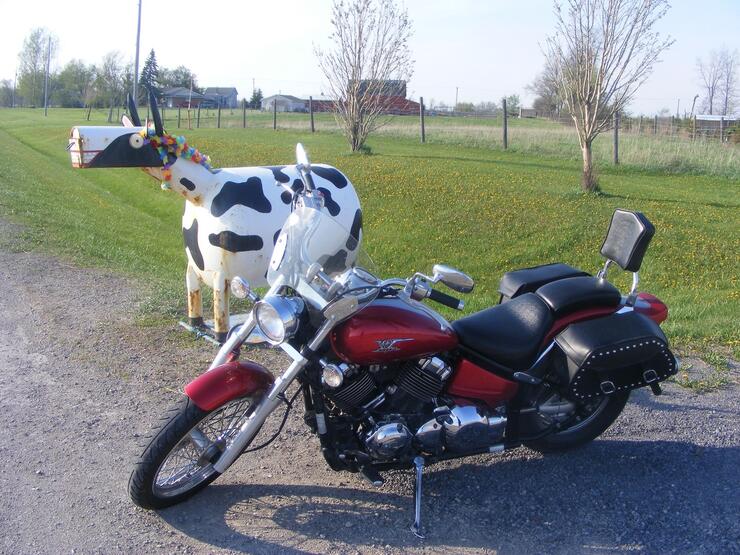 HOLY COW resized 630 smaller