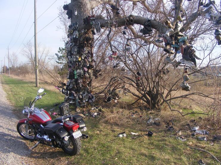 THE SHOE TREE resized 630 smaller