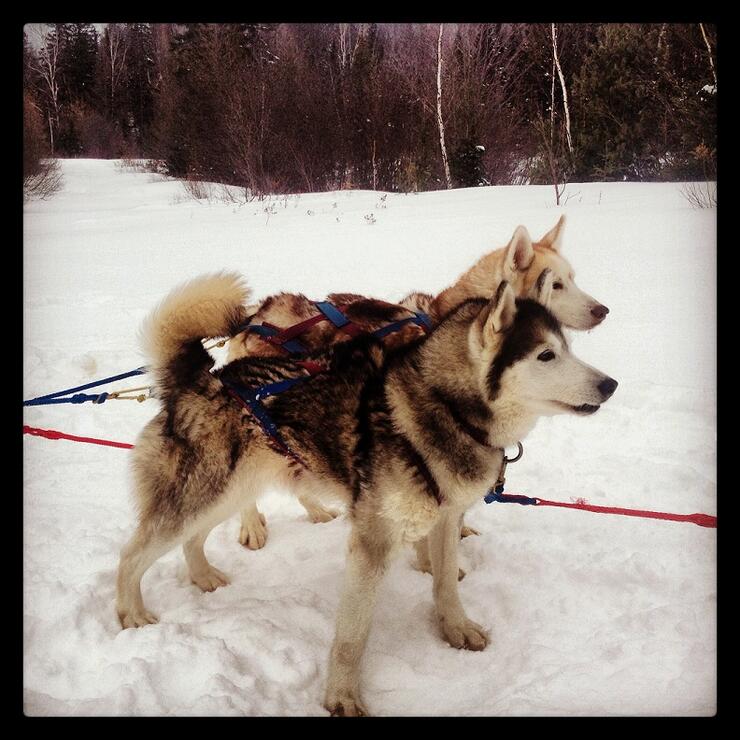 The Dogs at Winterdance Ready to Go