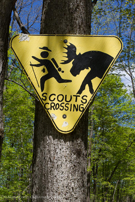 algonquin-park-moose