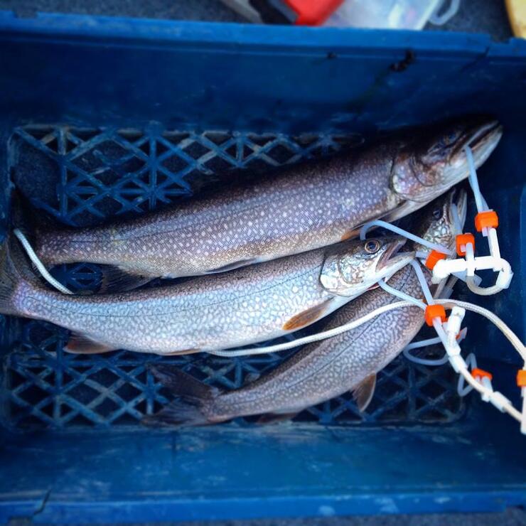 Lake trout by Krista Dean