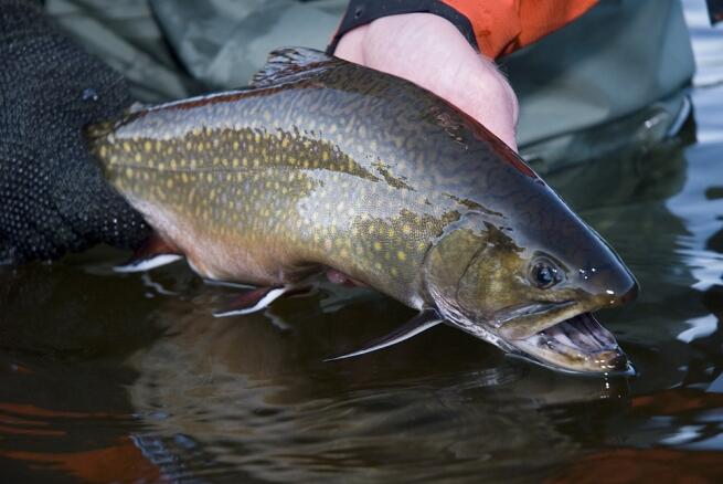 Brook Trout