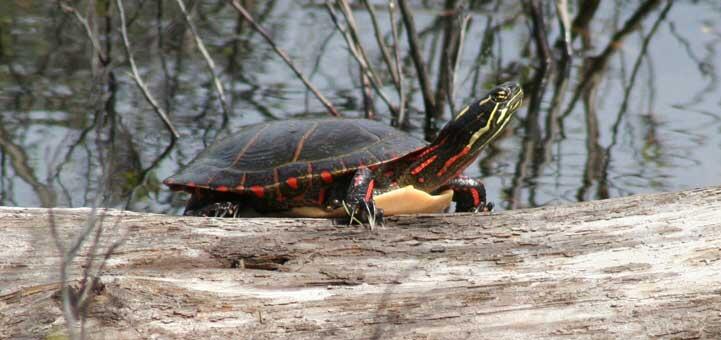 h Crowley-Painted-Turtle